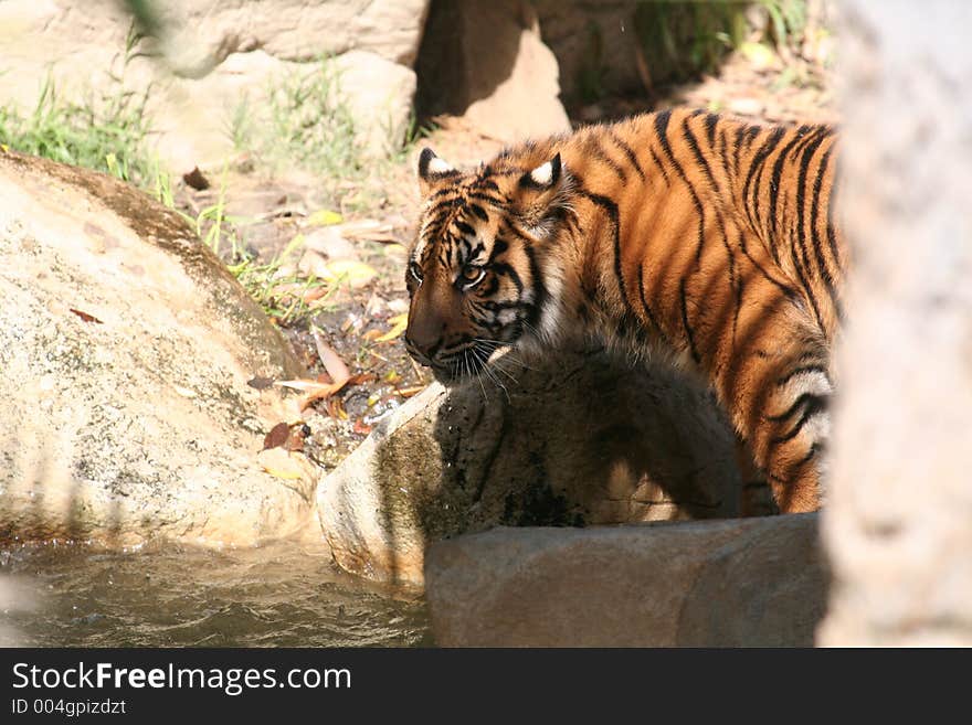 Tiger drinking