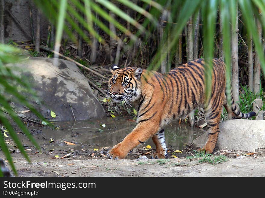 Tiger walking