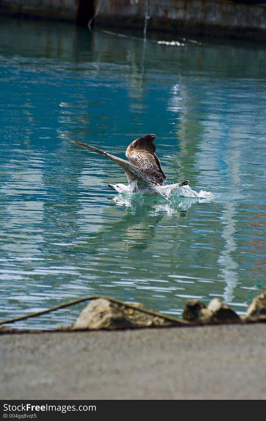 Seagull bathing