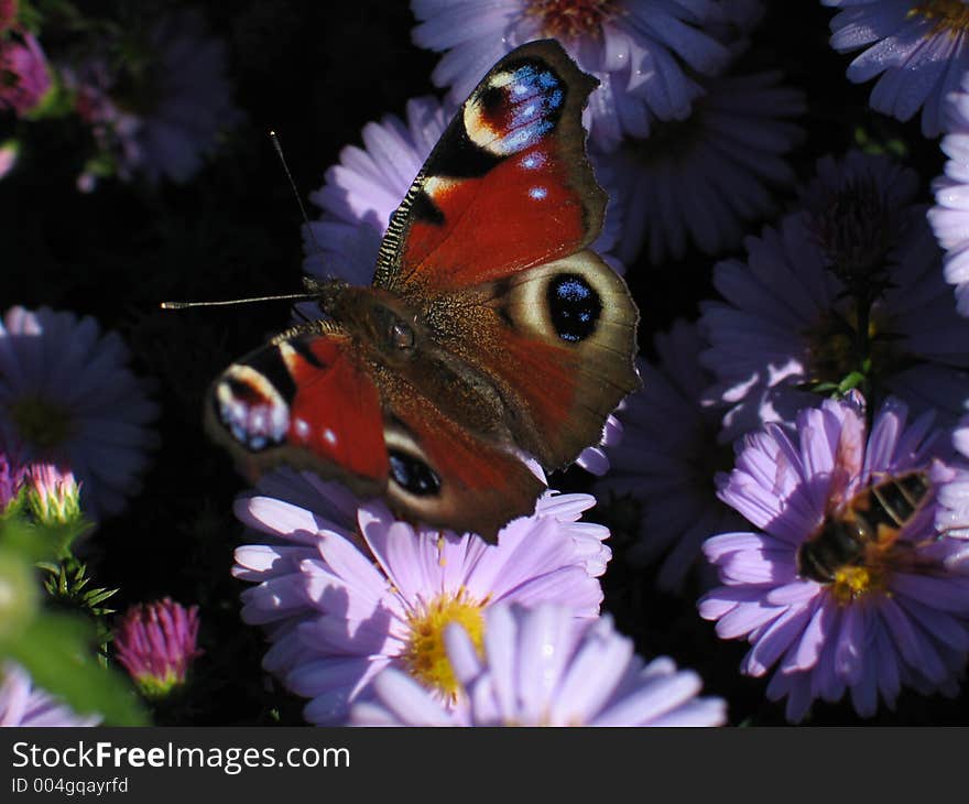 Peacock butterfly