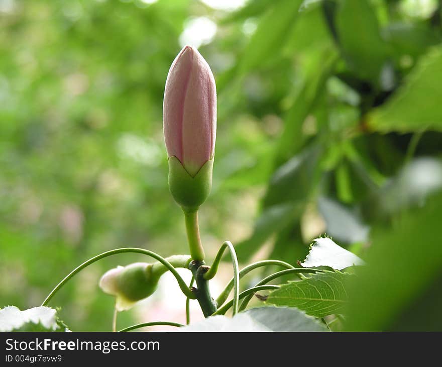 Closed Flower of a 'Palo Borracho' tree