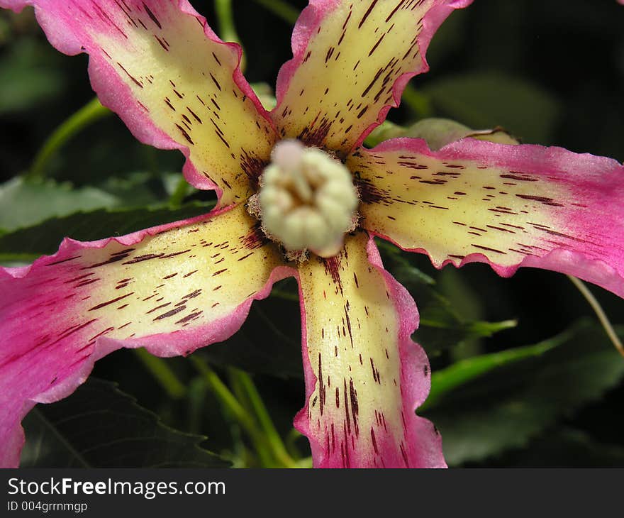 Open flower of a 'Palo Borracho' tree. Open flower of a 'Palo Borracho' tree