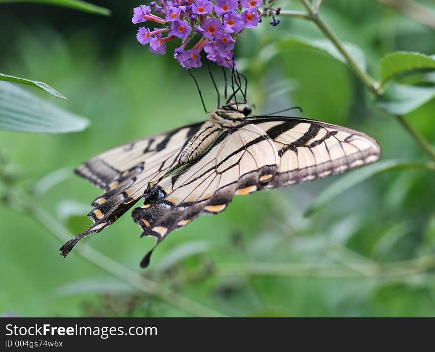 Swallowtail Butterfly on a Butterfly Bush