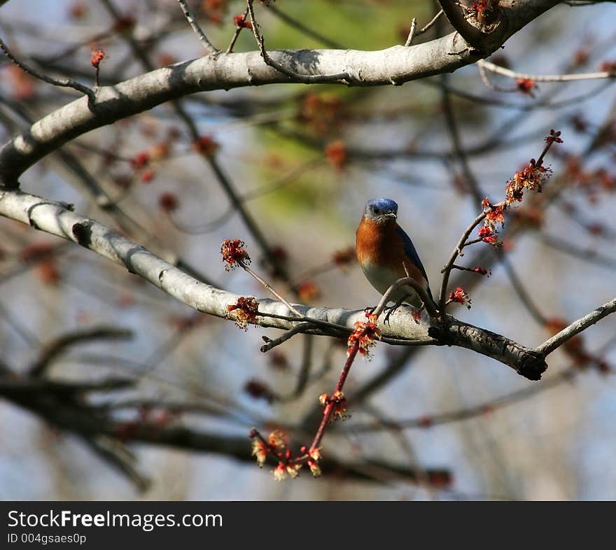 Eastern Blue Bird Perched in a Tree