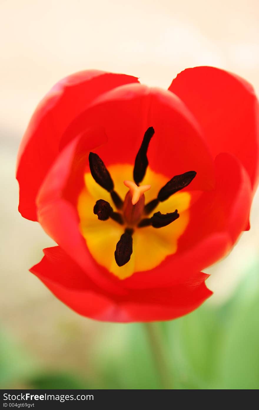 Red tulip in a garden. Red tulip in a garden