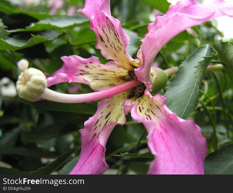 'Palo Borracho' Flower. 'Palo Borracho' Flower