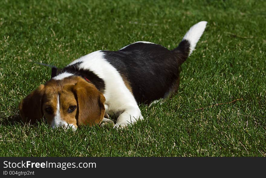 Will You Play With Me - Beagle