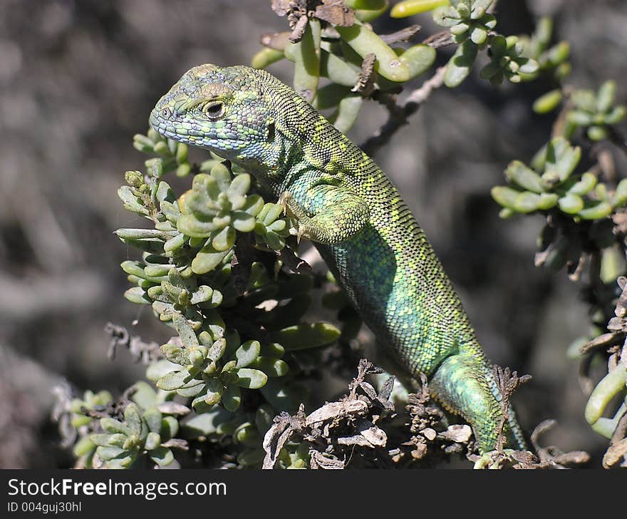 Green Lizard on bush