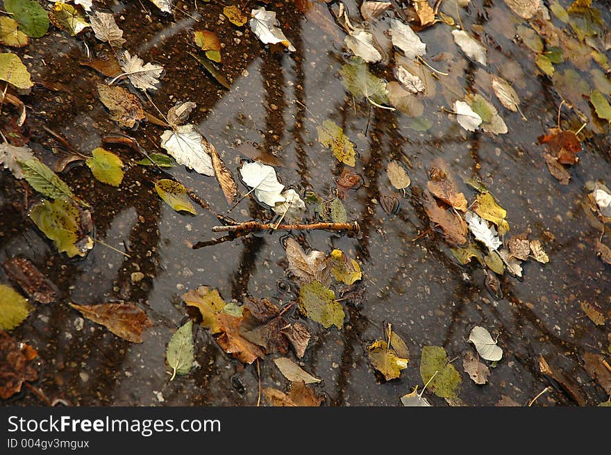 Fallen laves in the rain pool. Fallen laves in the rain pool