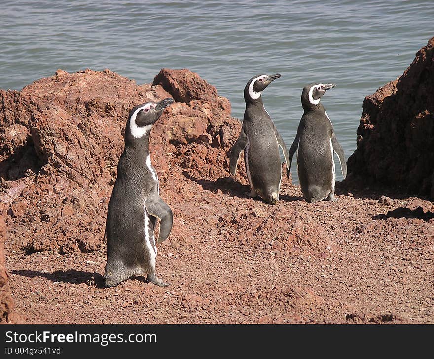 Three Magellanic penguin