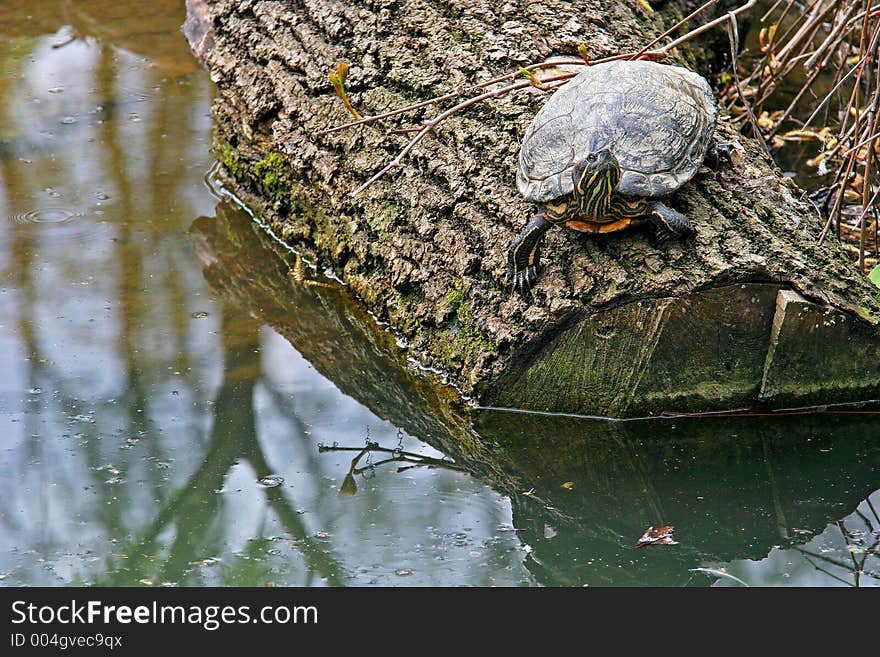 Turttle on a log in the water