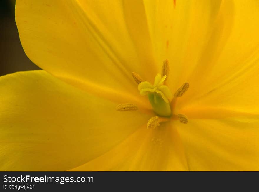 Yellow Tulip in Full Bloom