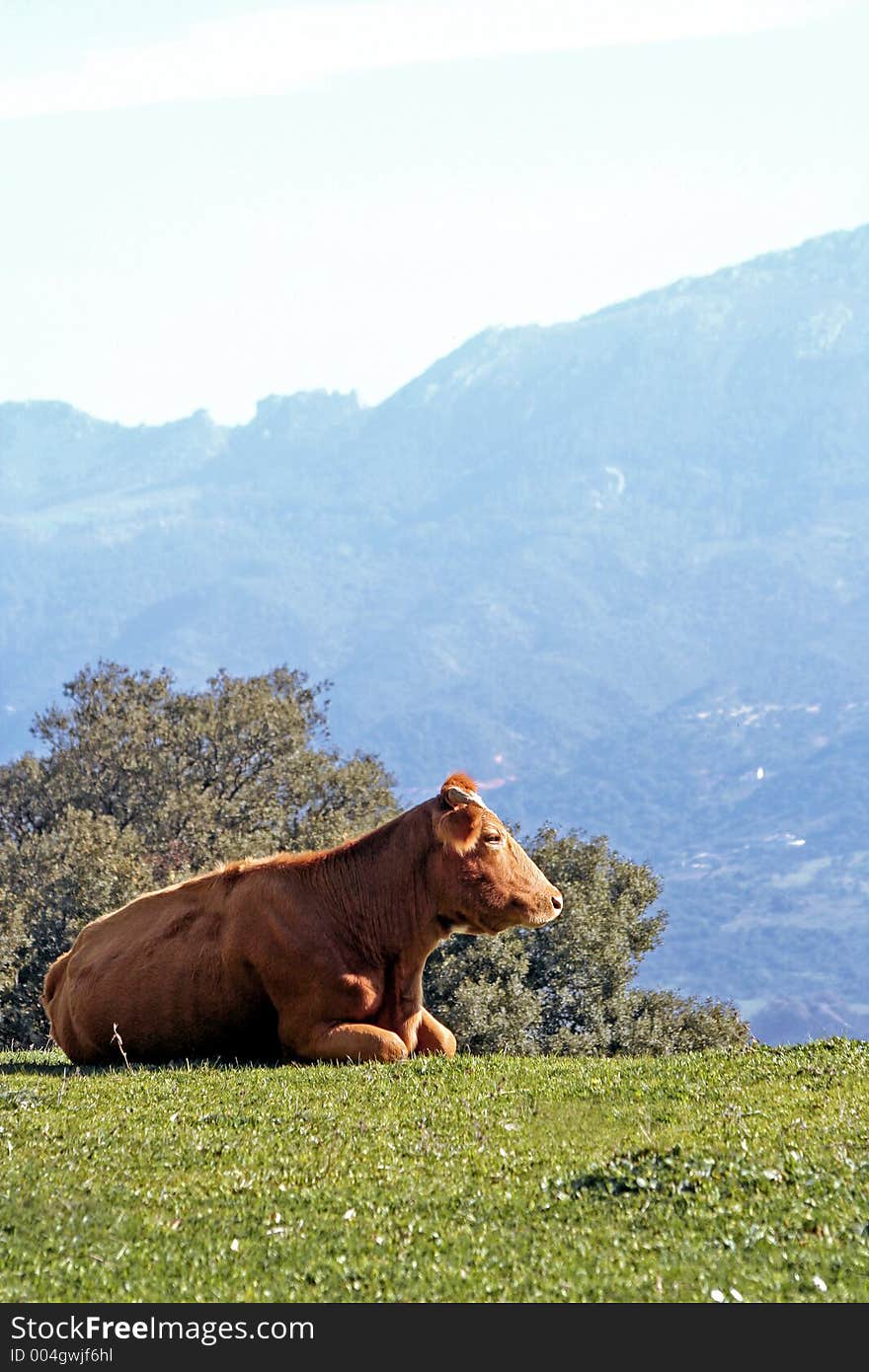 Brown cow in a praire watching