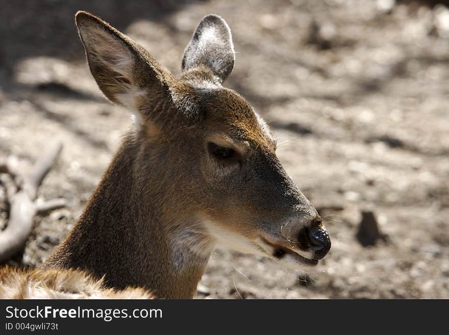 Whitetail Deer Close Up