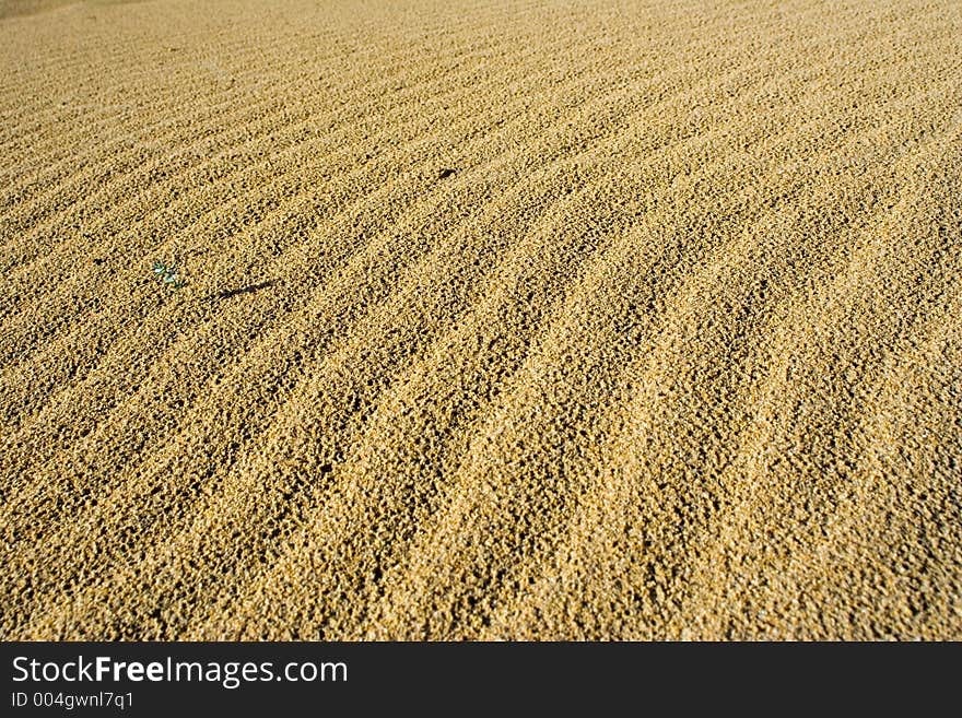 Virgin sand in a desert or beach. Virgin sand in a desert or beach