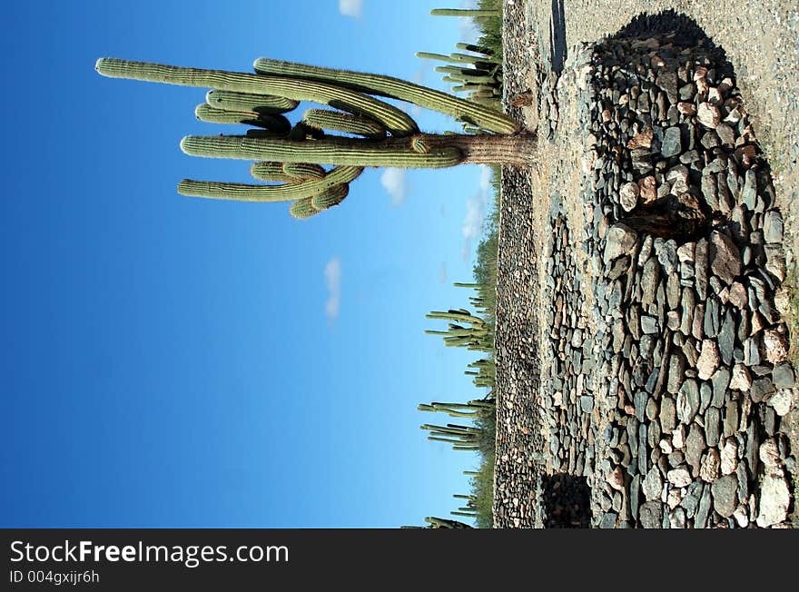 Cacti among the Quilmes Ruins in Argentina, South America. Cacti among the Quilmes Ruins in Argentina, South America