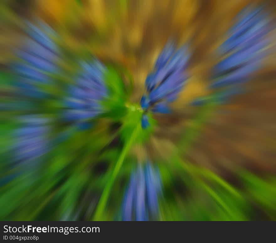 Floral Fireworks