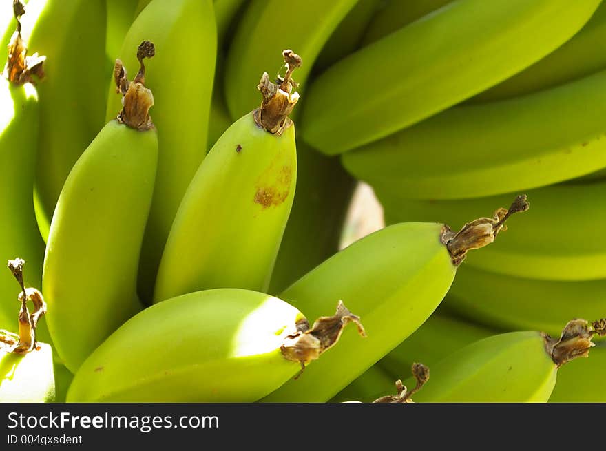 A bunch of green bananas