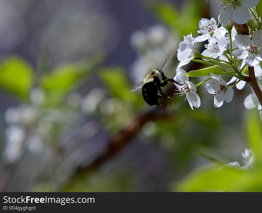 Bee in work