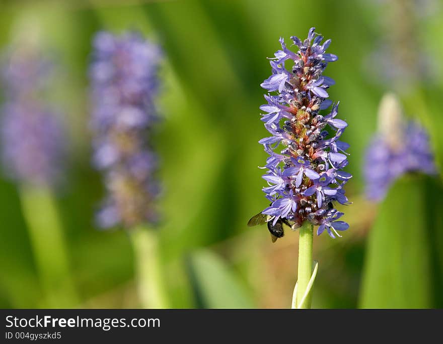 Pickerelweeds and bees in the aquatic garden