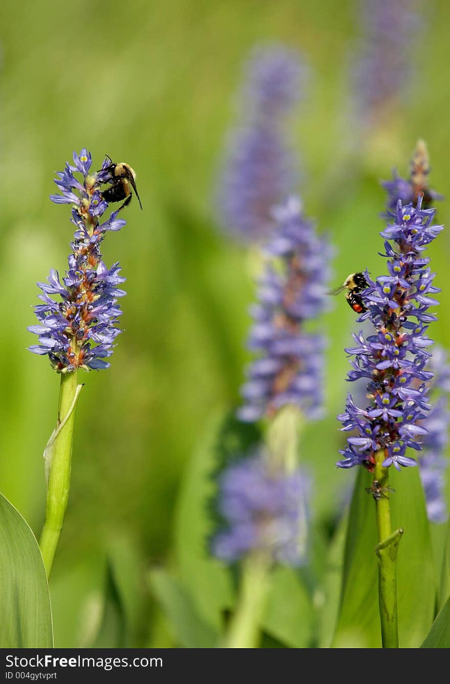 Pickerelweeds and bees in the aquatic garden