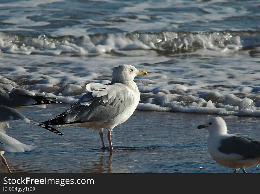 Seagulls on Daytona Beach