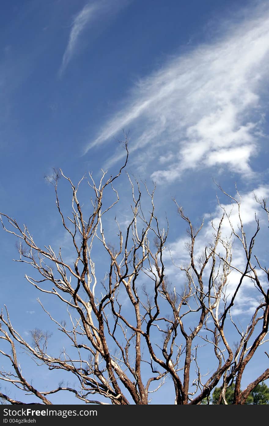 Dead Tree, Blue Sky, Background