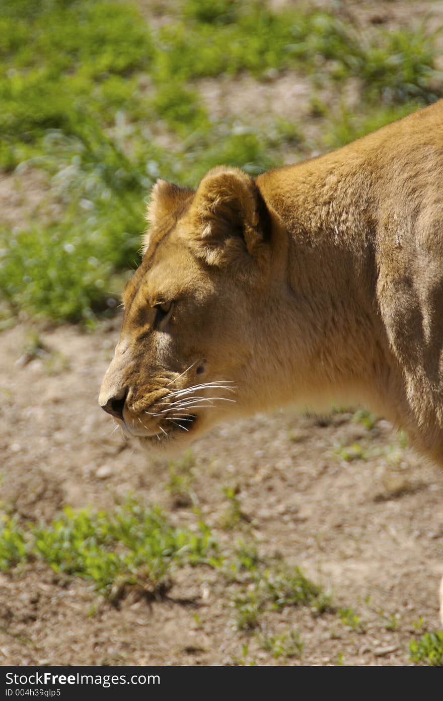 Lioness Profile. Lioness Profile