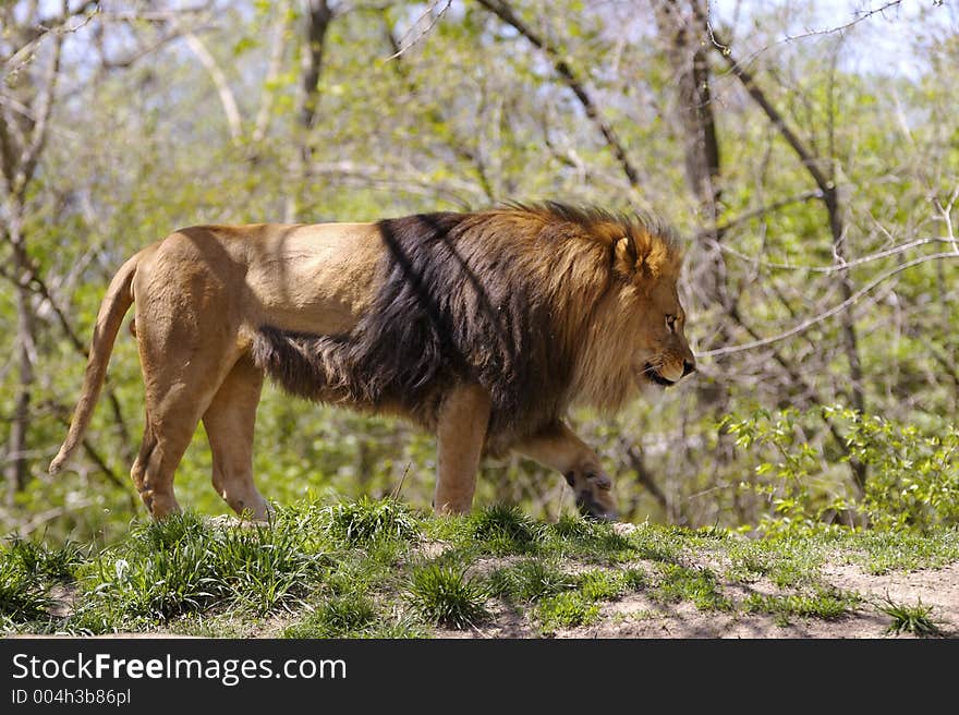 Lion walking (Full Body)