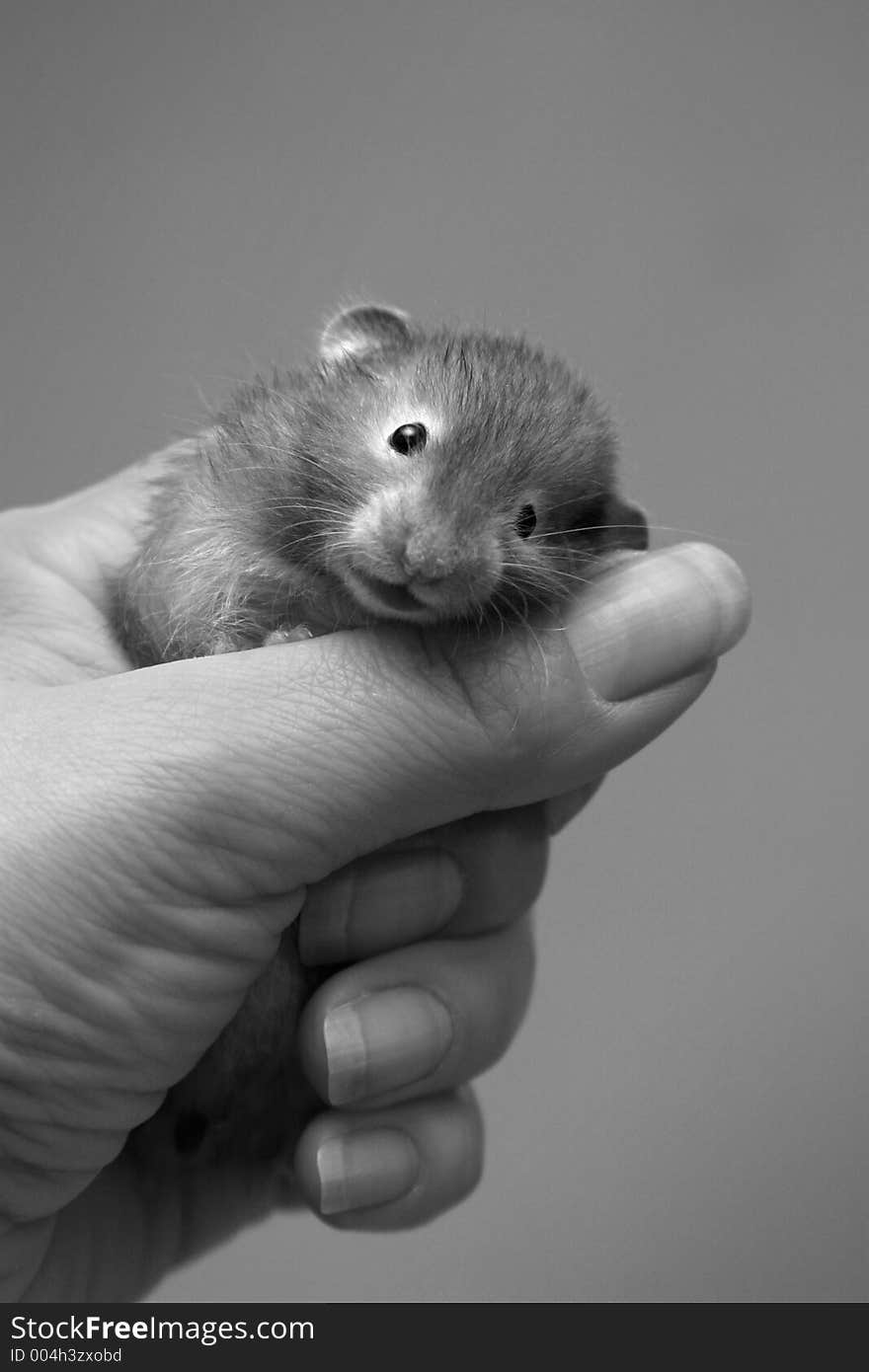 Small hamster in a female hand. Small hamster in a female hand