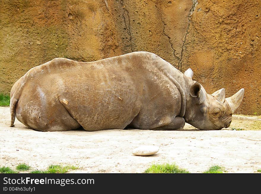 Sleeping Black Rhino