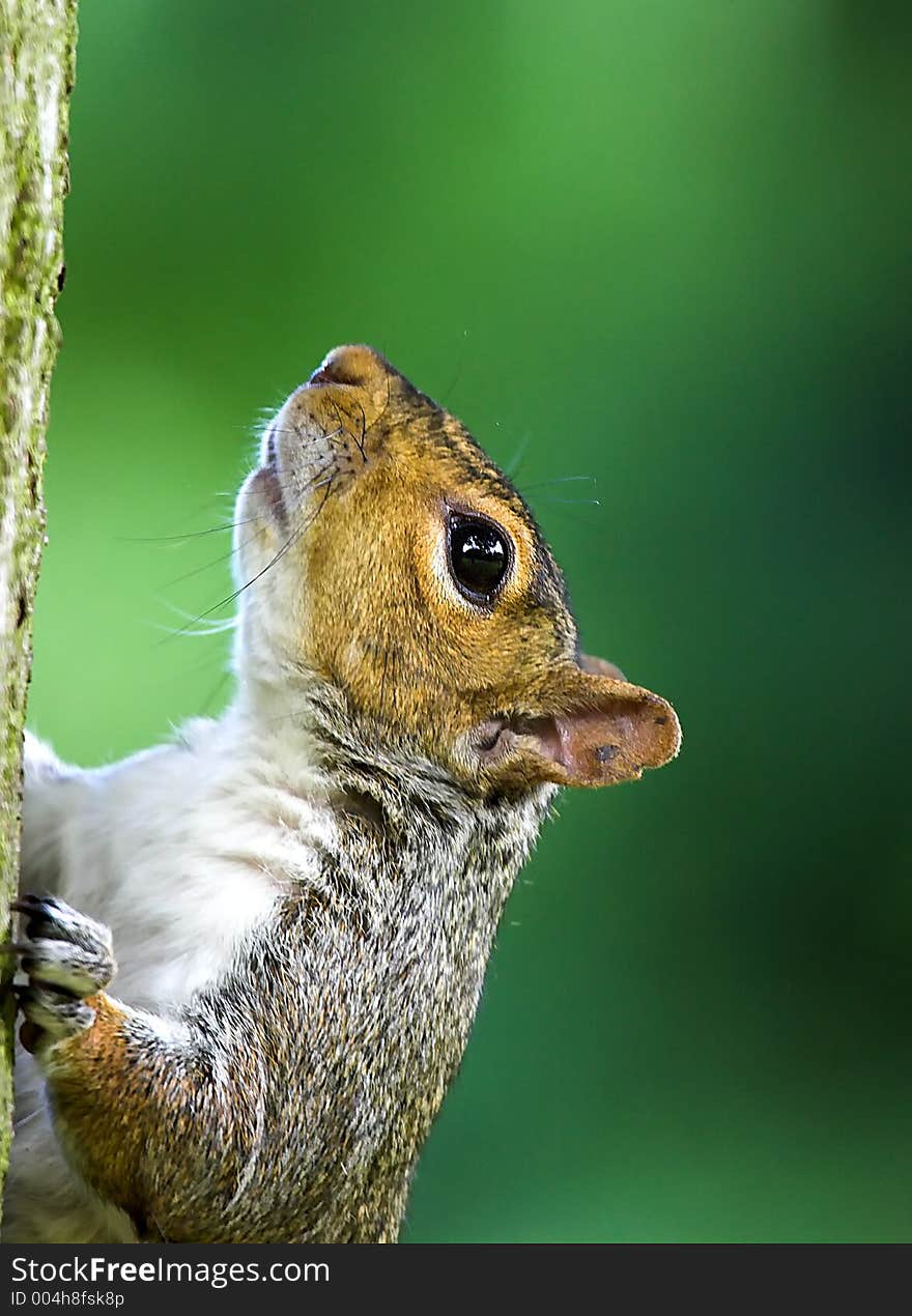 Squirrel climbing