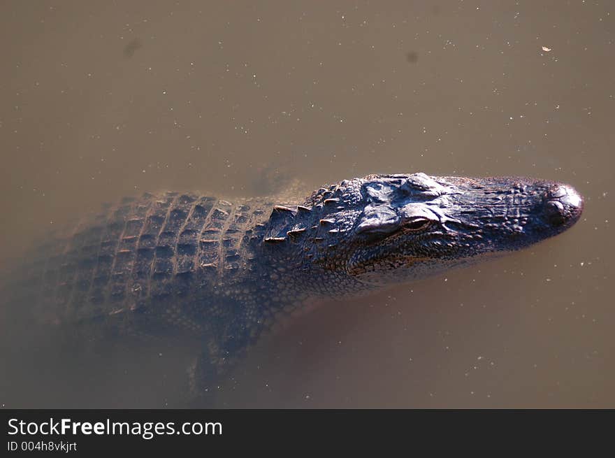 An american alligator chilling out at Lake Fausse Point State Park.