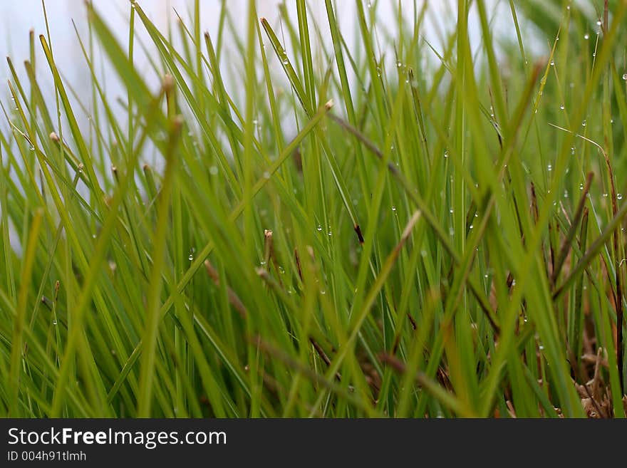 Close-up of fresh grass with dew, water droplets