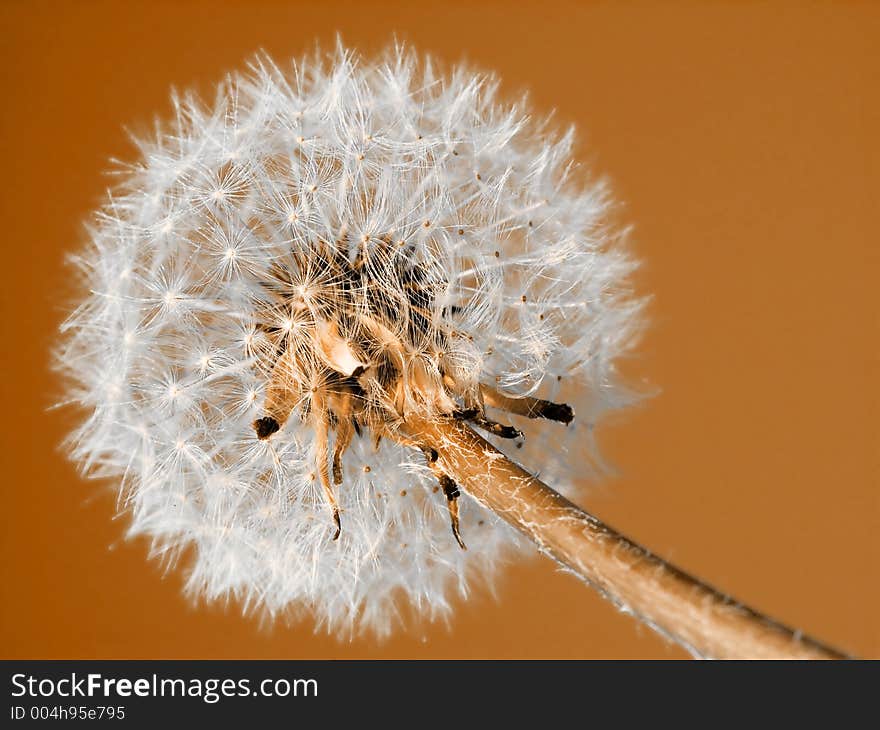 Dandelion