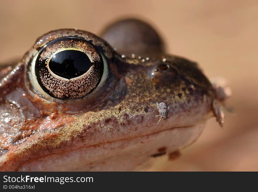 Closeup of a frog