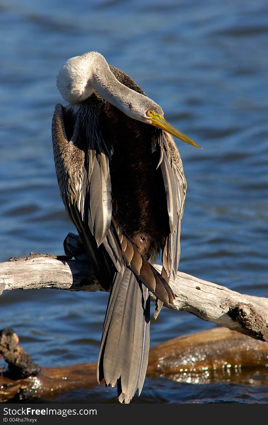 Found most places in Australia except arid inland regions, the Darter lives around saltwater and freshwater lakes, creeks and estuaries, It's main diet is fish which are hunted underwater and speared with it's long sharp beak. Black to greyish brown head and body with long snakelike neck, thin pale yellow beak. Pale streaks on wings when outstretched. Breeds Spring-Summer.