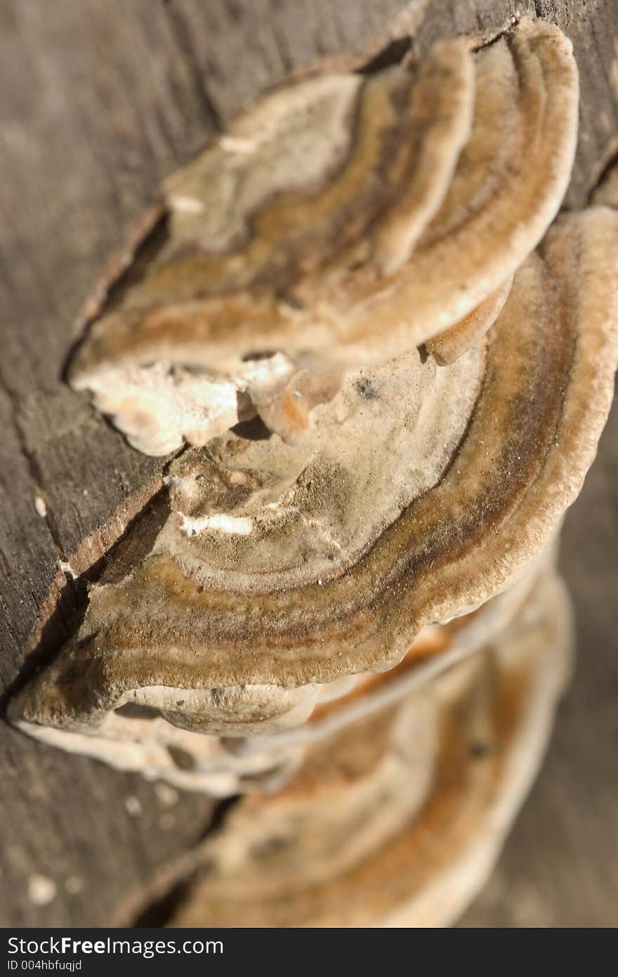 Wild mushrooms growing on an old tree