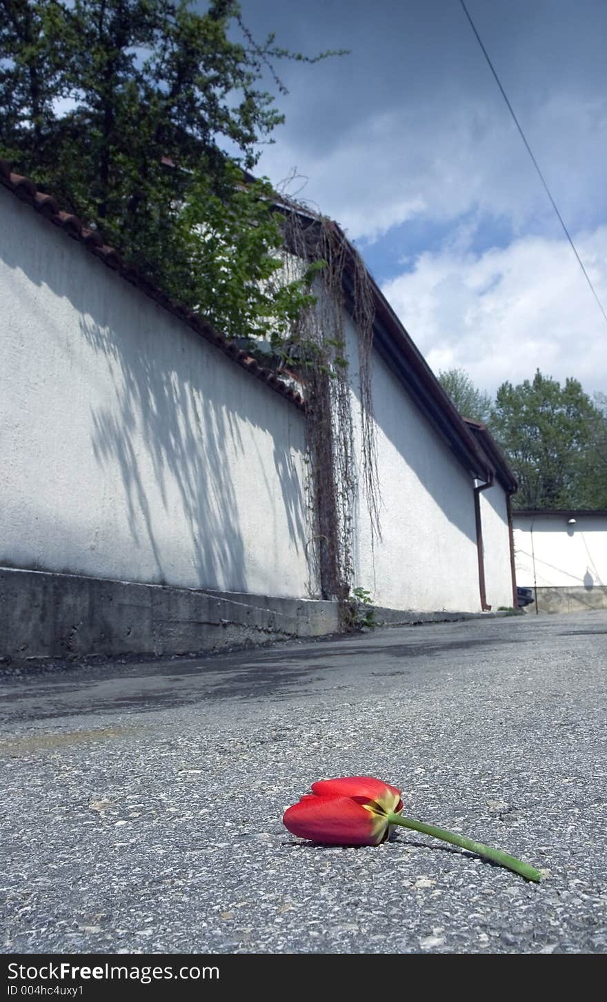 Red dead flower on the street with sky in background. Red dead flower on the street with sky in background