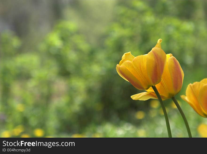 Tulip on the field