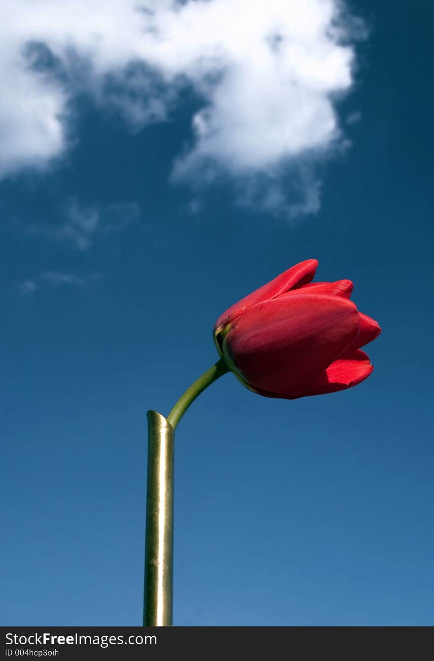 Red flower in the sky background. Red flower in the sky background