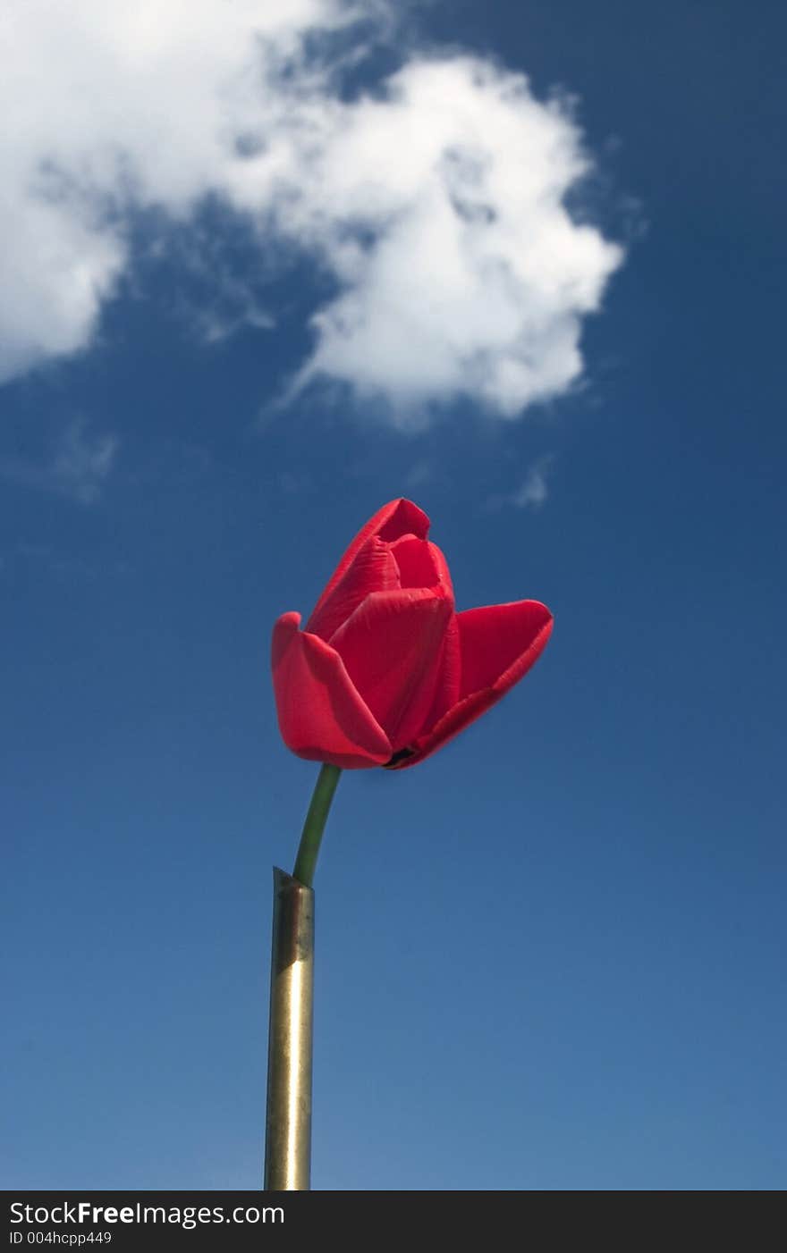 Red rosebud in the blue sky