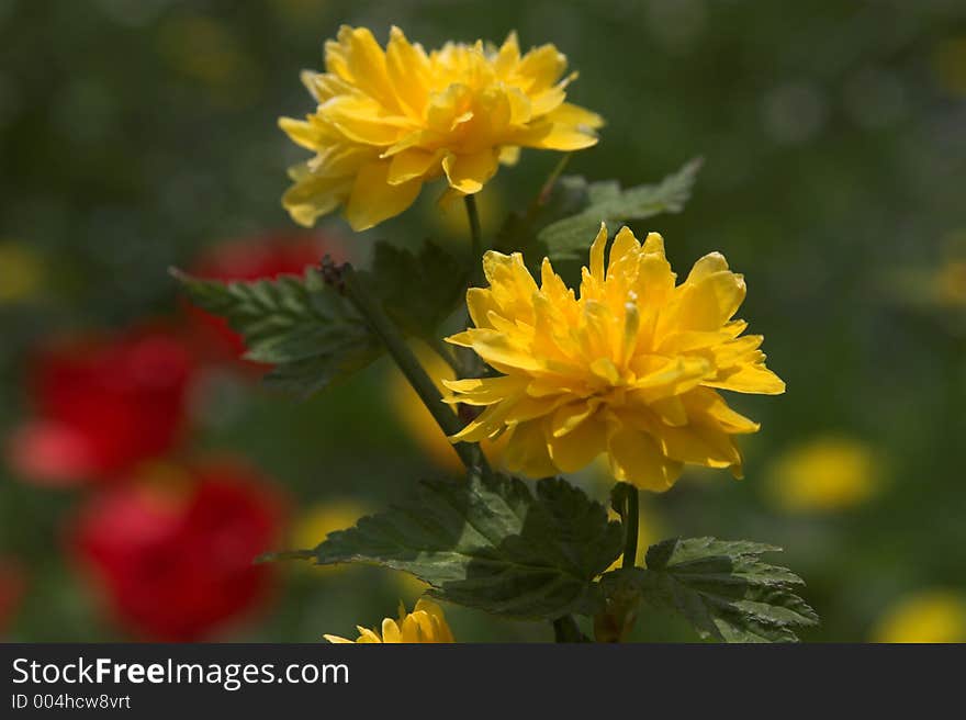 Yellow flower. Yellow flower