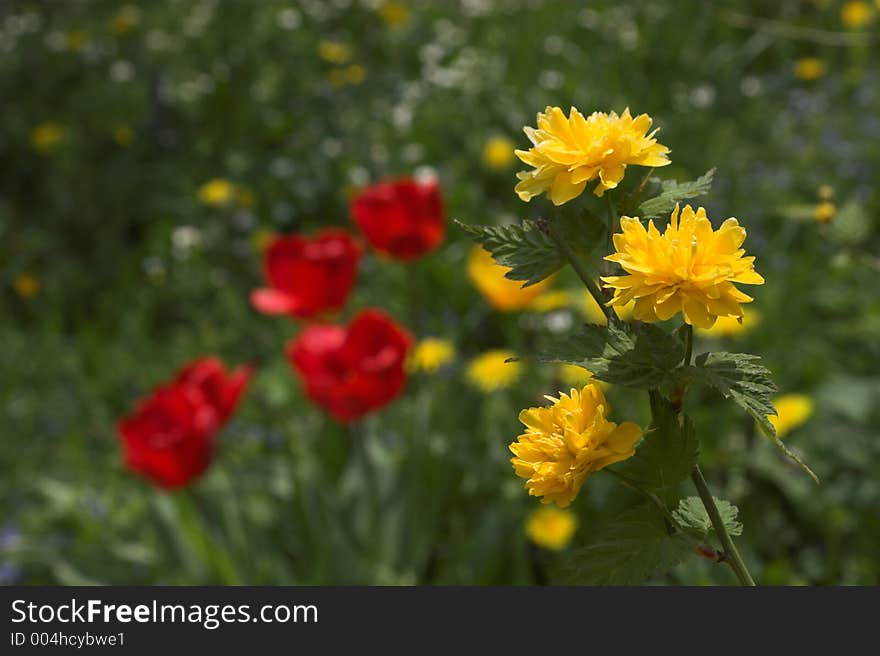 Yellow flower. Yellow flower