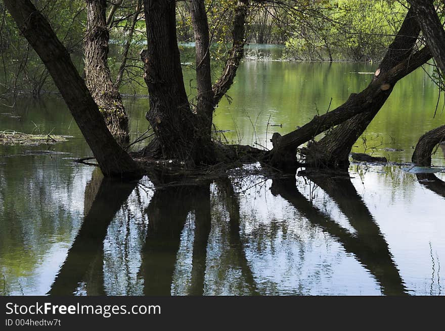 Lake and forest