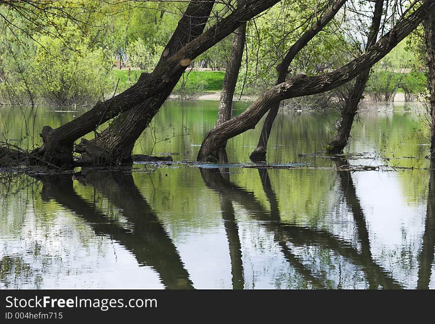 Lake And Forest