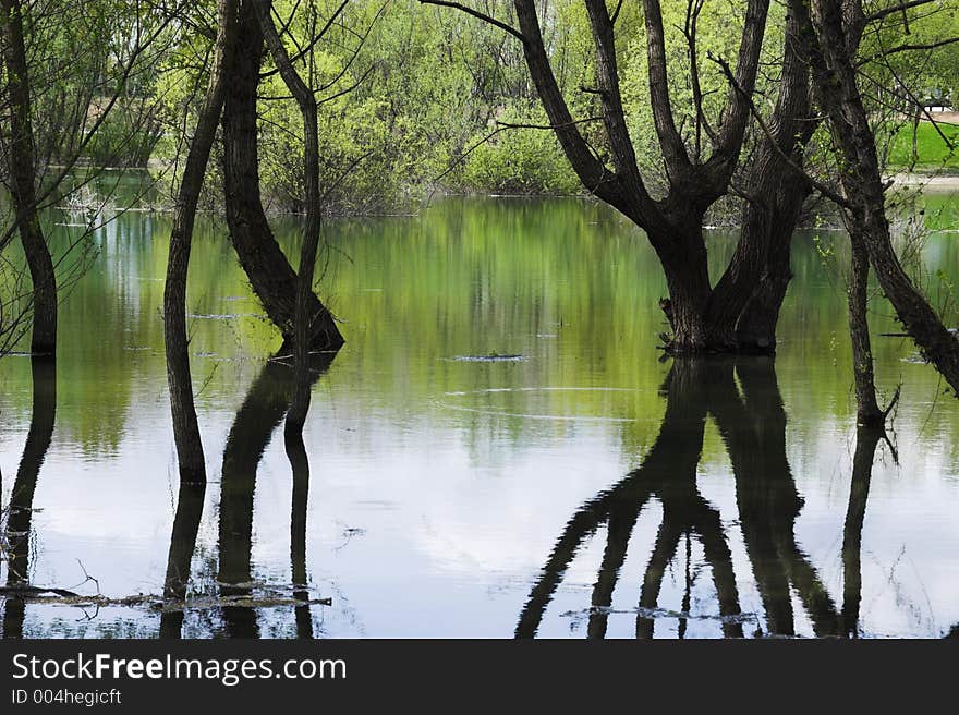 Lake And Forest