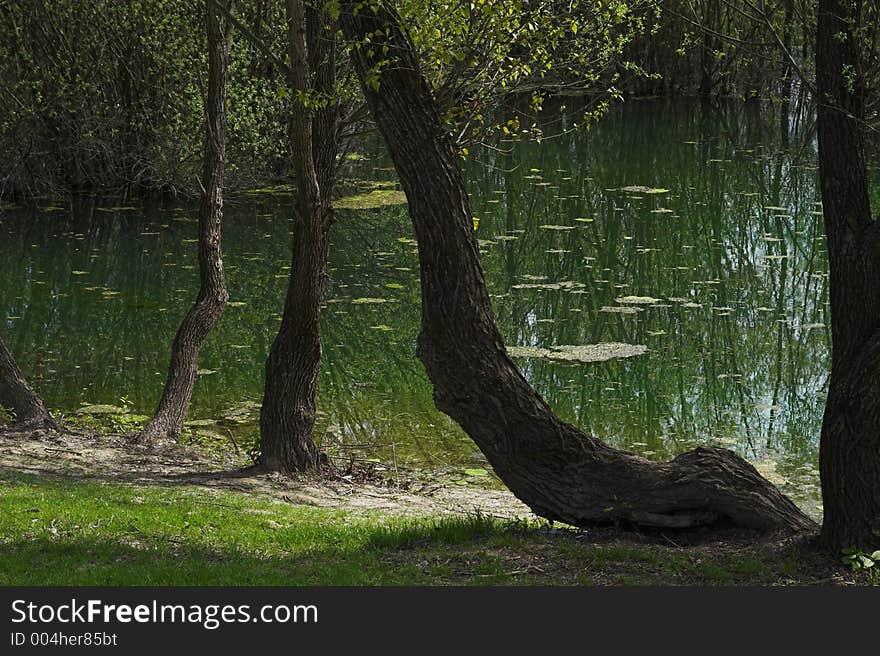 Lake and forest