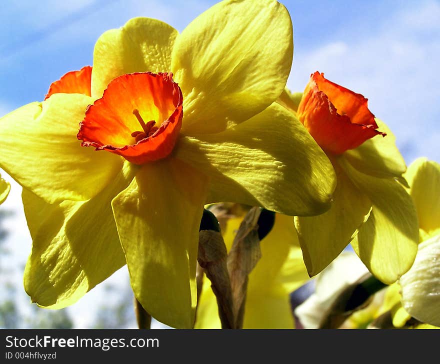 Springtime in my garden. Springtime in my garden