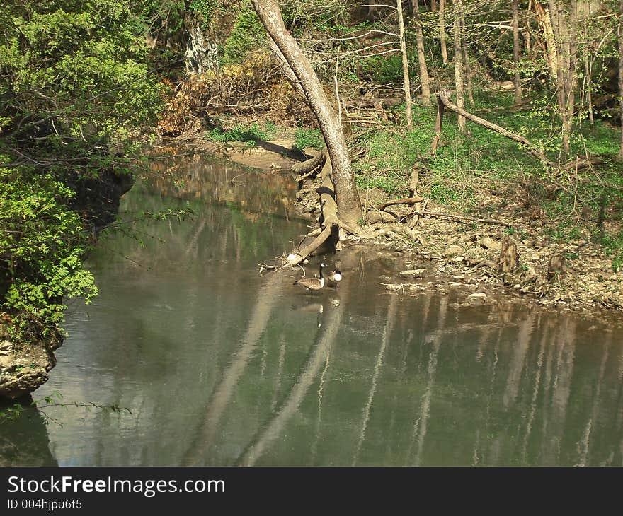 Two Geese on the River